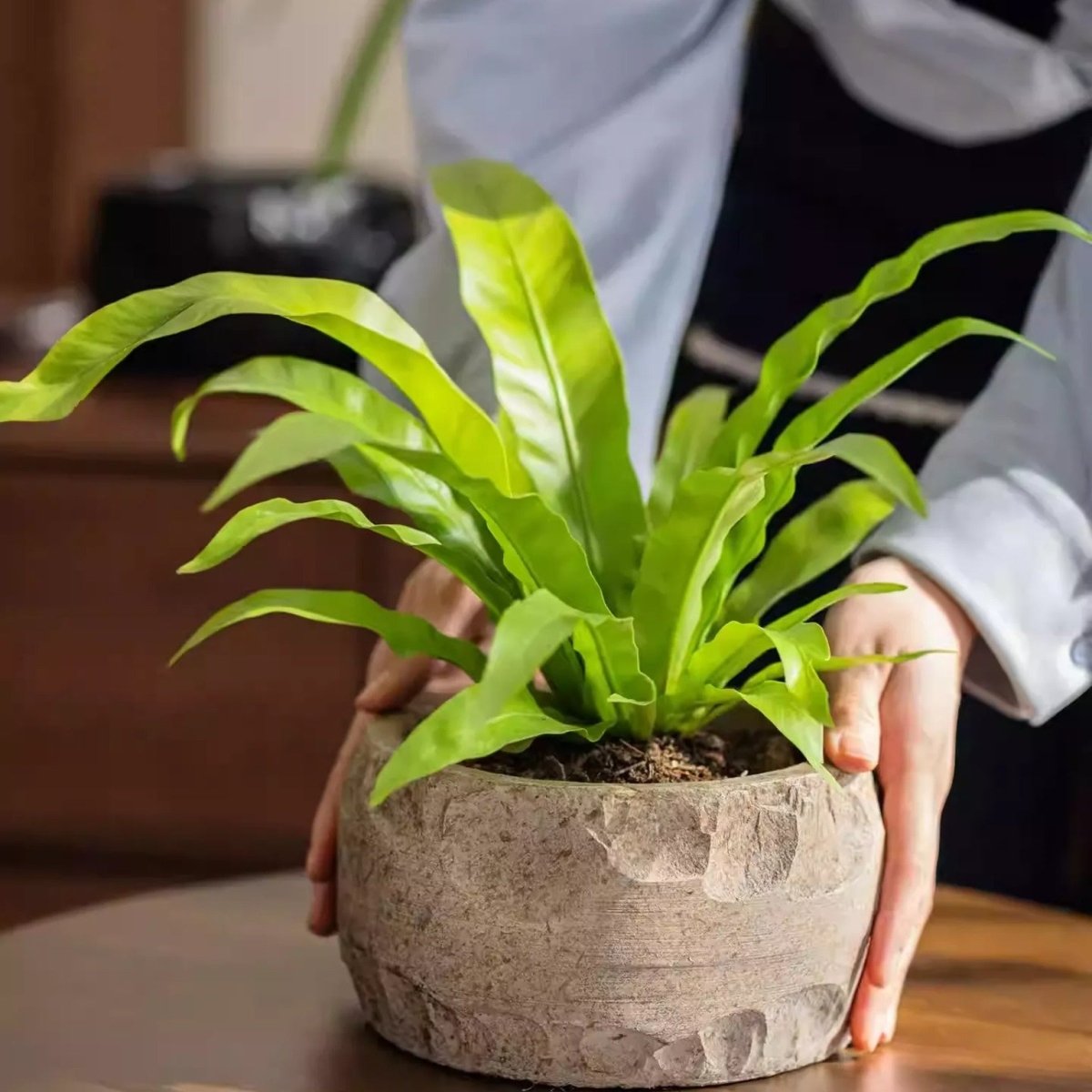 Mesa Cement Pot Planter (Shipping fees may apply)
