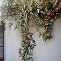 Orange Rose Vine Wall Décor Roses for Trellis and Backdrop (Shipping fees may apply)