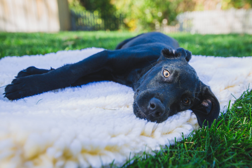 HuggleHounds HuggleFleece Mat Bed for Dogs & Cats (Shipping charges may apply)