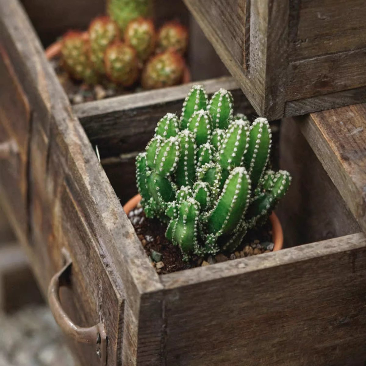 Farmhouse Wooden Box for Succulents or Flowers (Shipping fees may apply)