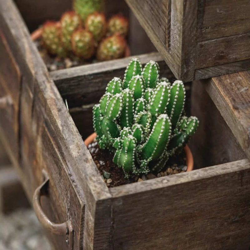 Farmhouse Wooden Box for Succulents or Flowers (Shipping fees may apply)