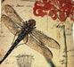 DaDa Bedding Dragonfly Dreams Elegant Insect Bug Throw Pillow Cushion Cover - 1-Piece - 18" - DaDa Bedding Collection